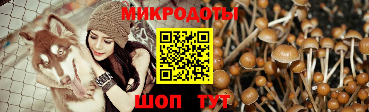 Галлюциногенные грибы Psilocybine cubensis Краснодар